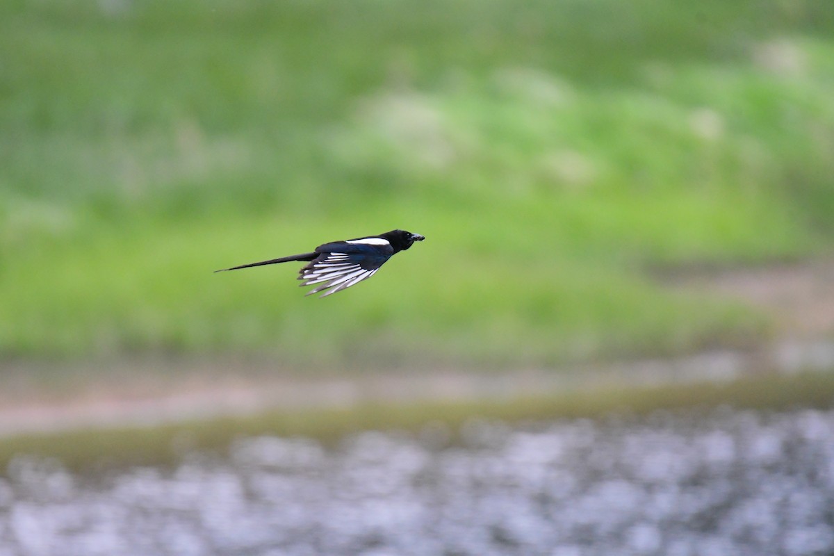 Сорока канадська - ML646164751