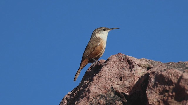 Орішець каньйоновий - ML646164758