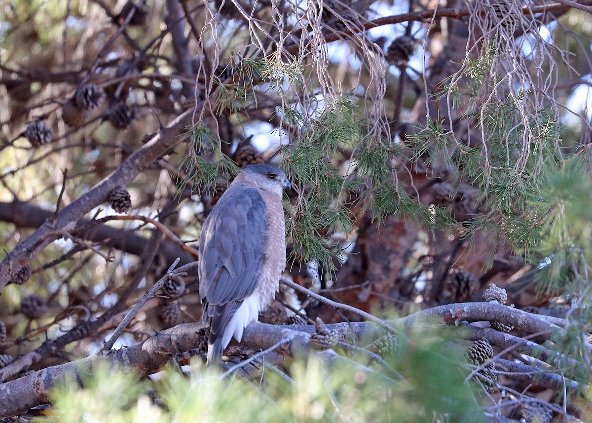 Cooper's Hawk - ML646164761