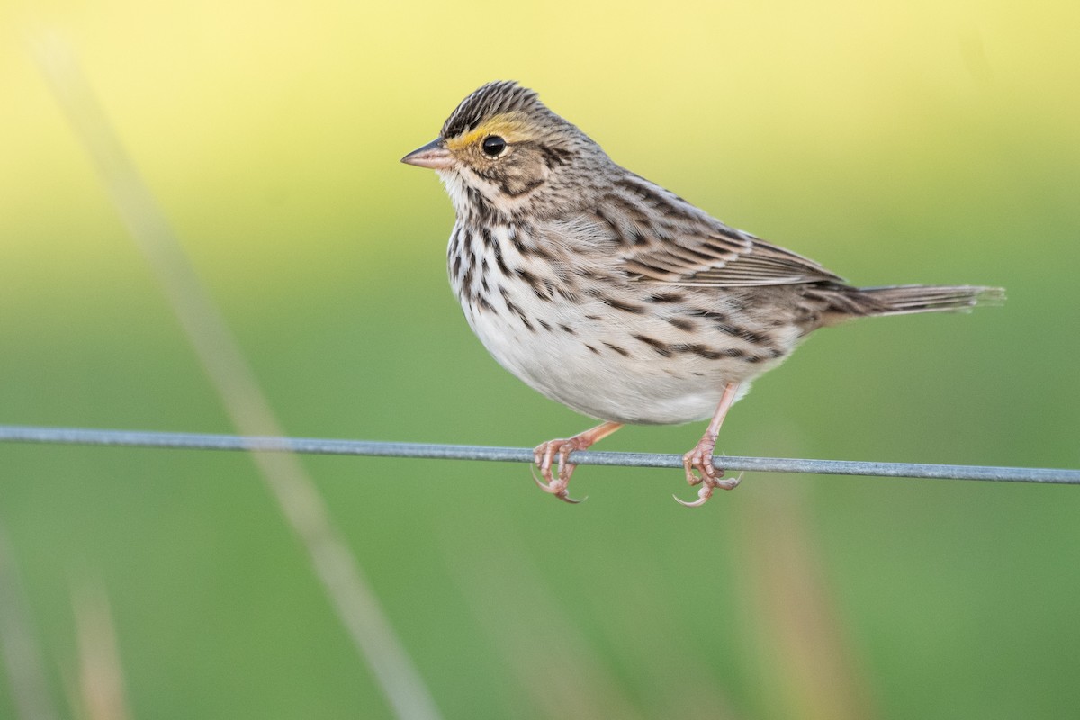 Savannah Sparrow - ML646164770