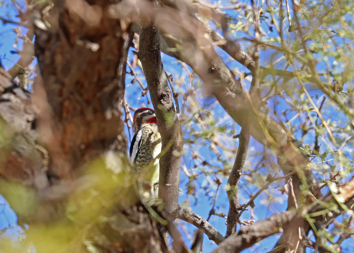 Red-naped Sapsucker - ML646164772