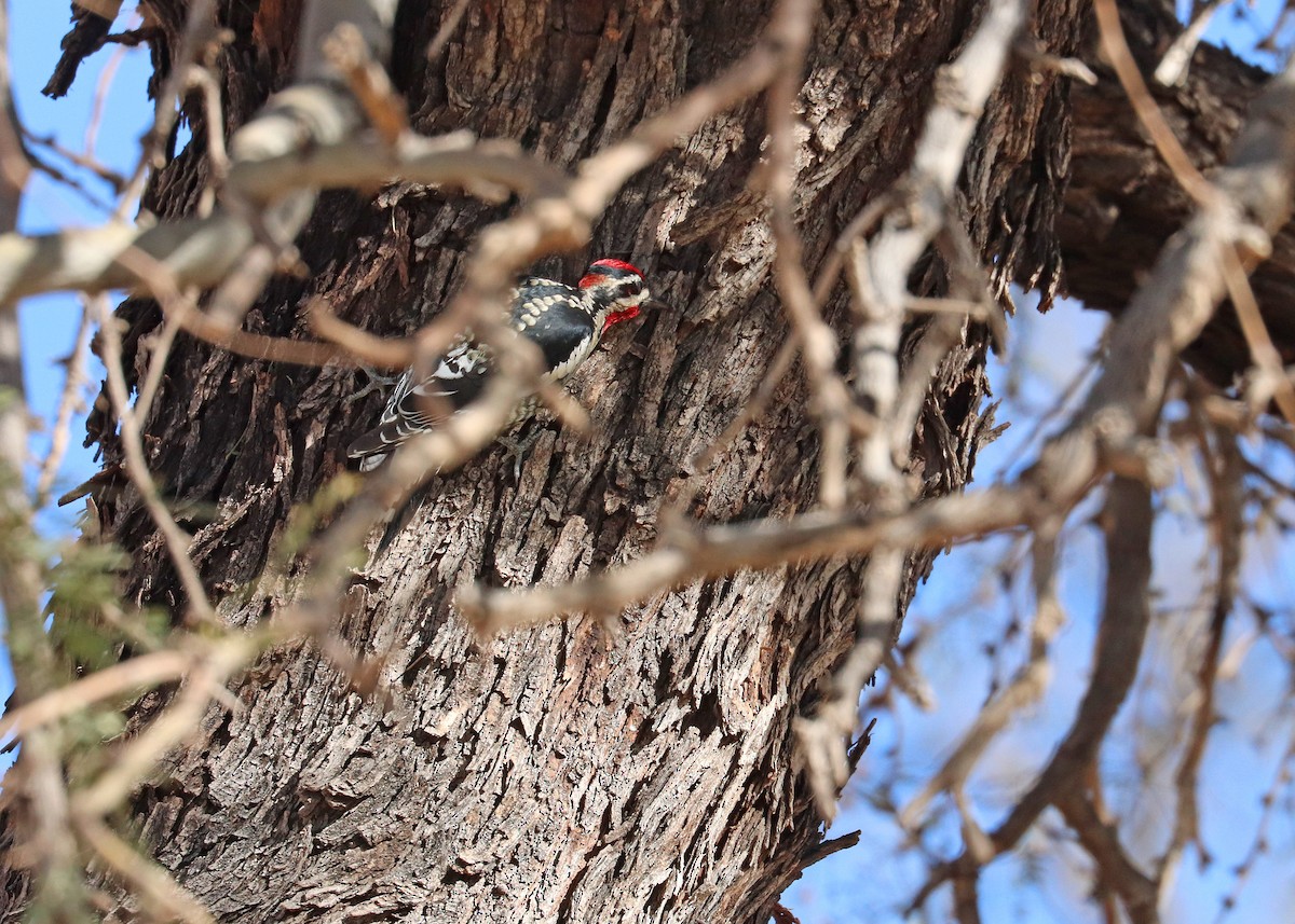 Red-naped Sapsucker - ML646164773