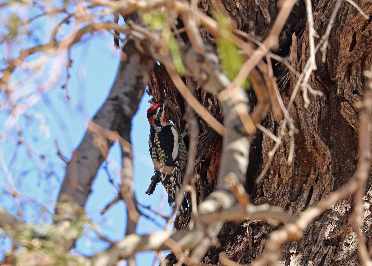 Red-naped Sapsucker - ML646164774