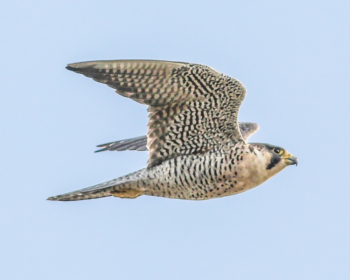 Peregrine Falcon - ML646164776