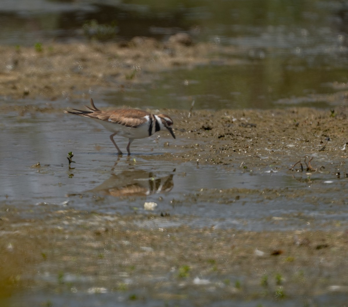 Kildir txirritxoa - ML646164804