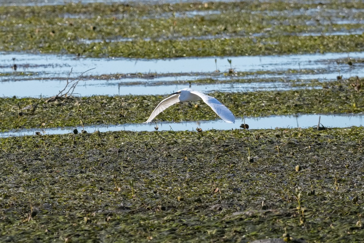 silkehegre - ML646164821