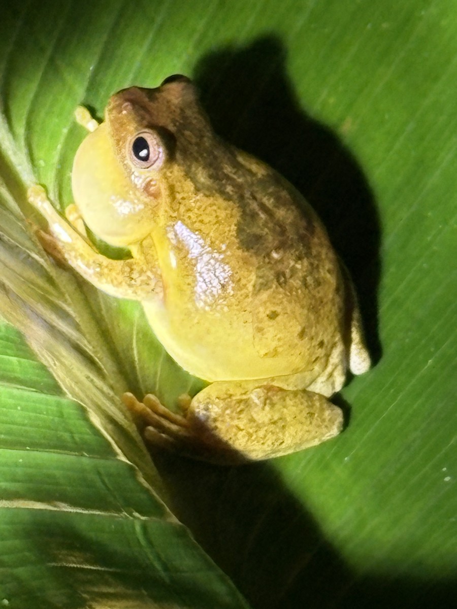 Yellow Tree Frog - ML646164822