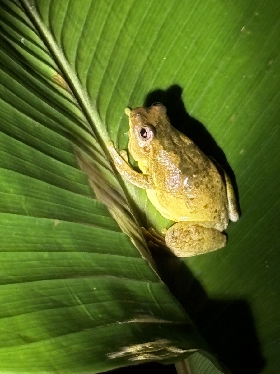 Yellow Tree Frog - ML646164823