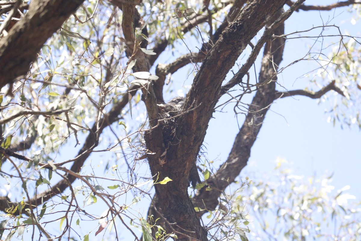 uglefroskemunn - ML646164825