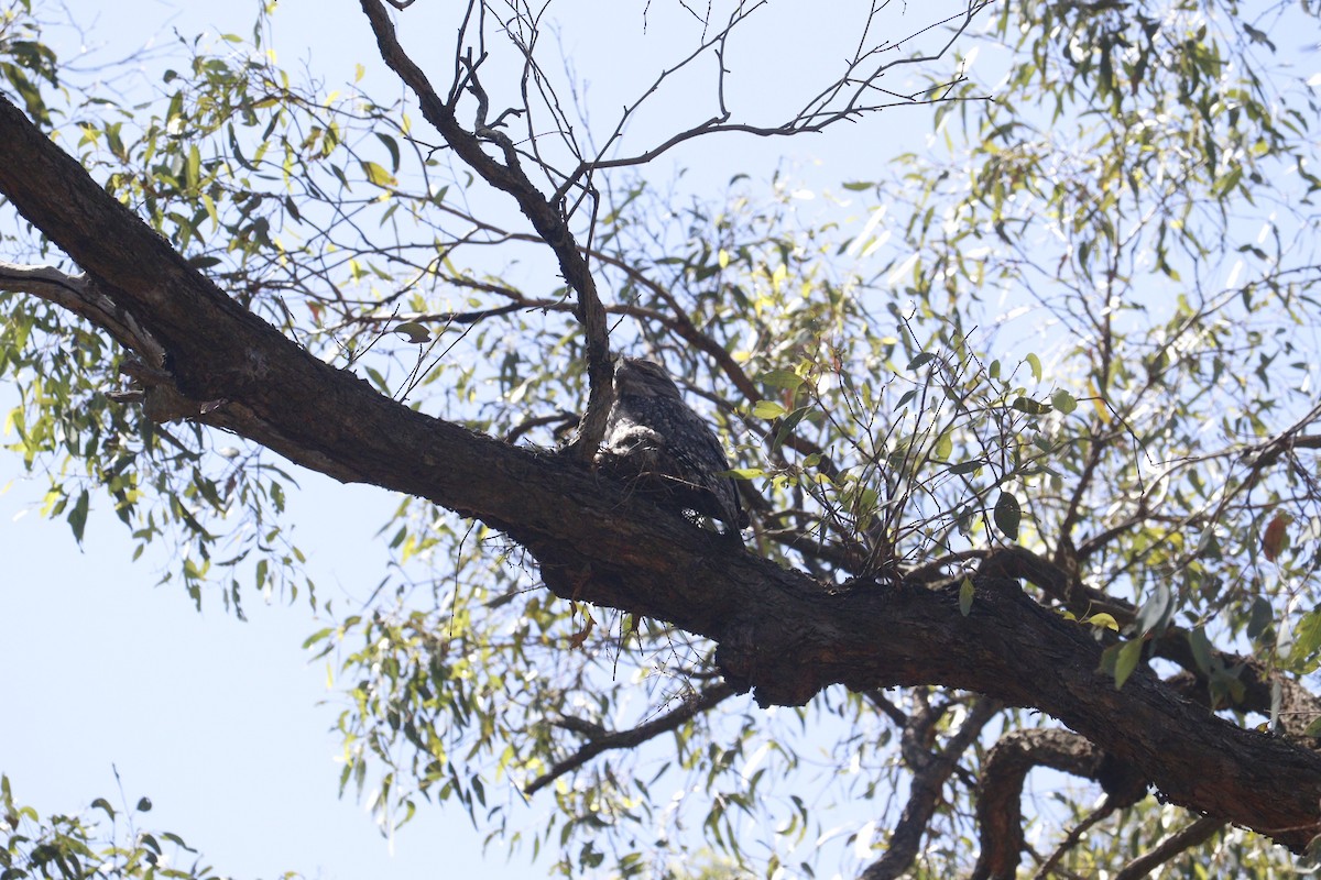 uglefroskemunn - ML646164826