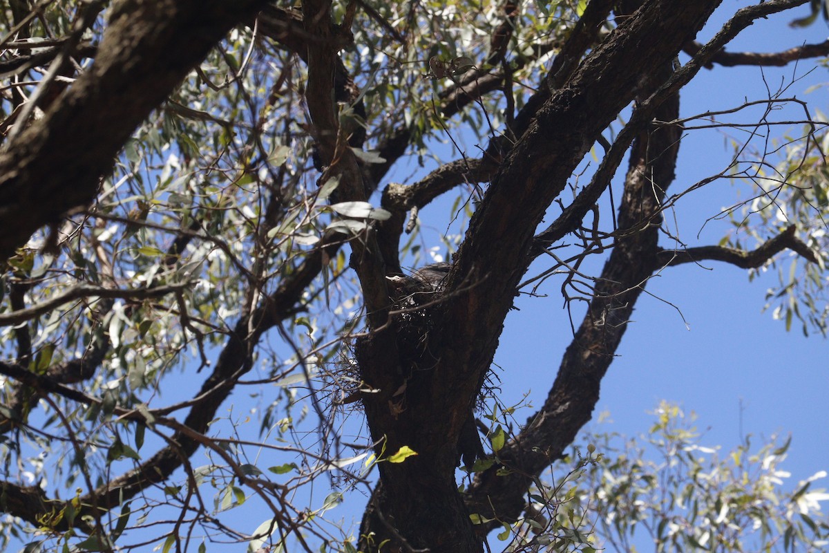 uglefroskemunn - ML646164827