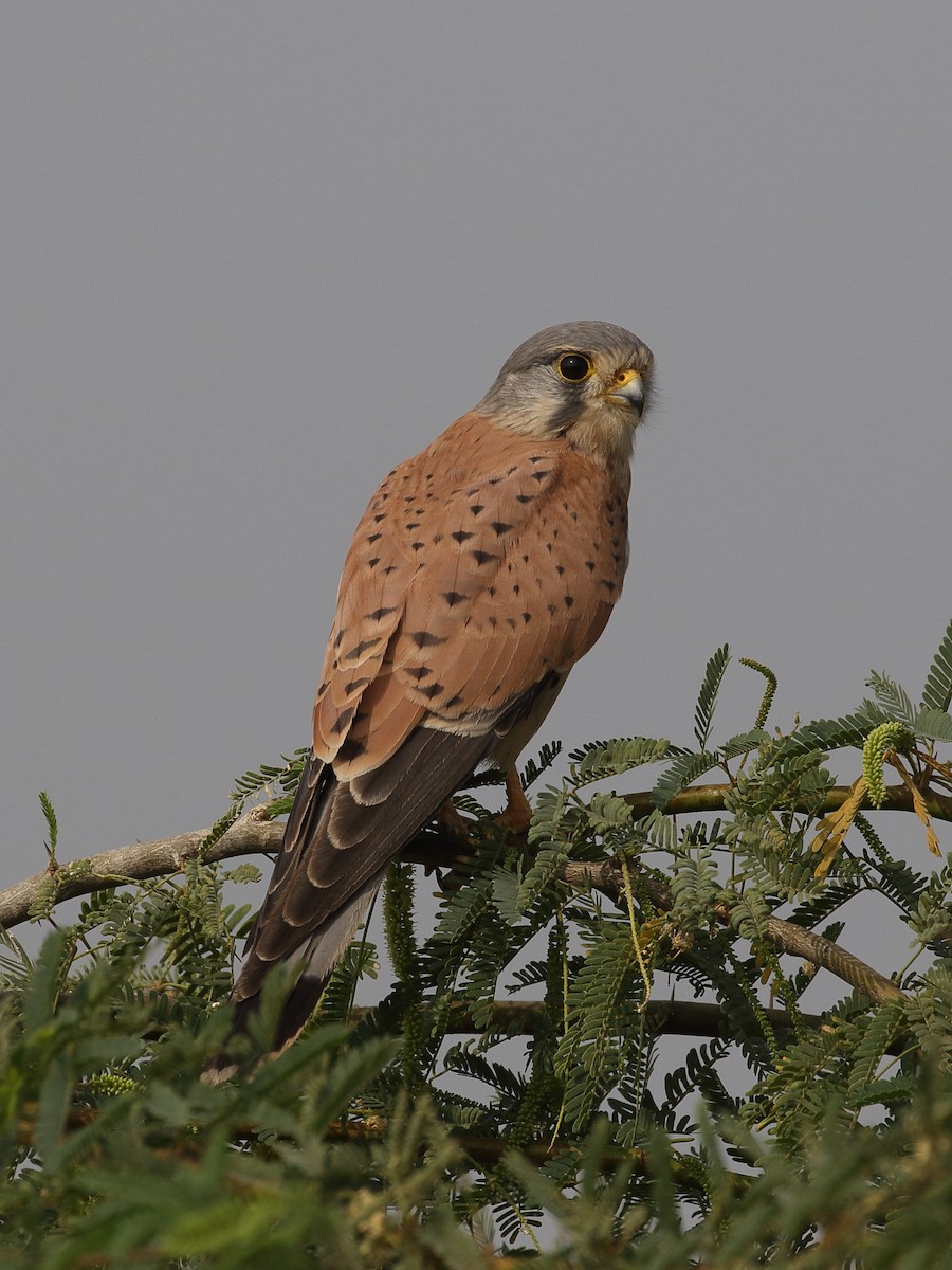 tårnfalk - ML646164828