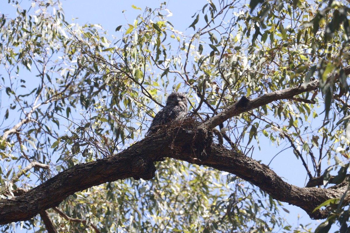 uglefroskemunn - ML646164829