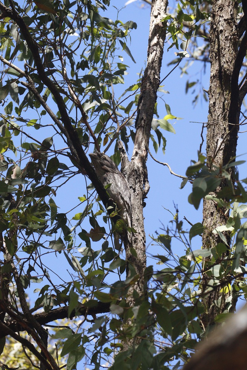 uglefroskemunn - ML646164830