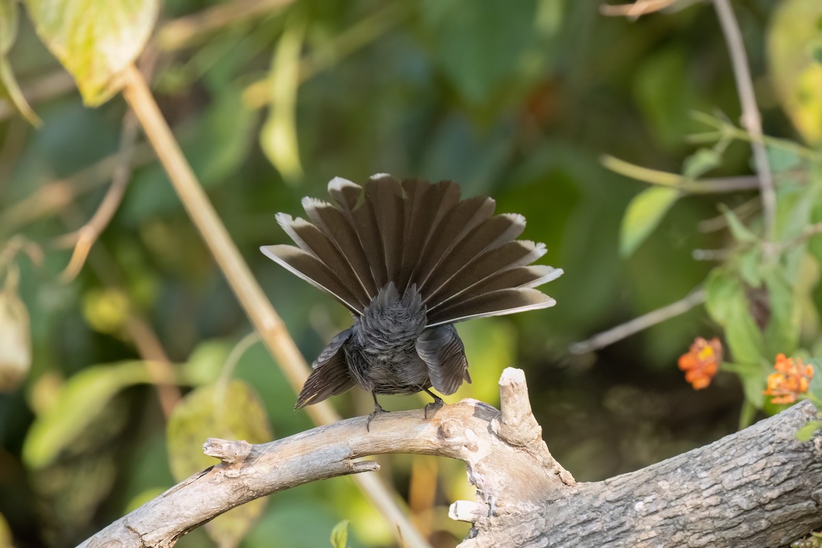 hvitstrupeviftestjert - ML646164832