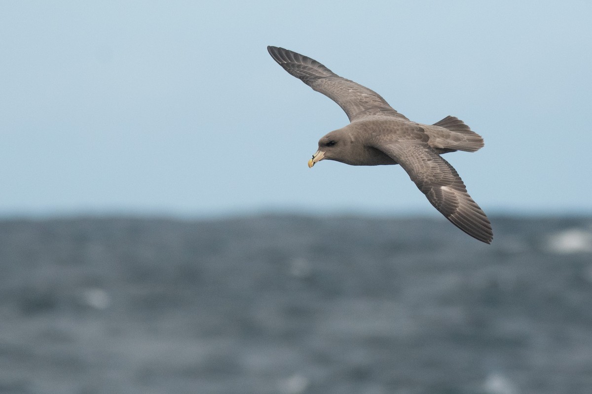 havhest - ML646164833