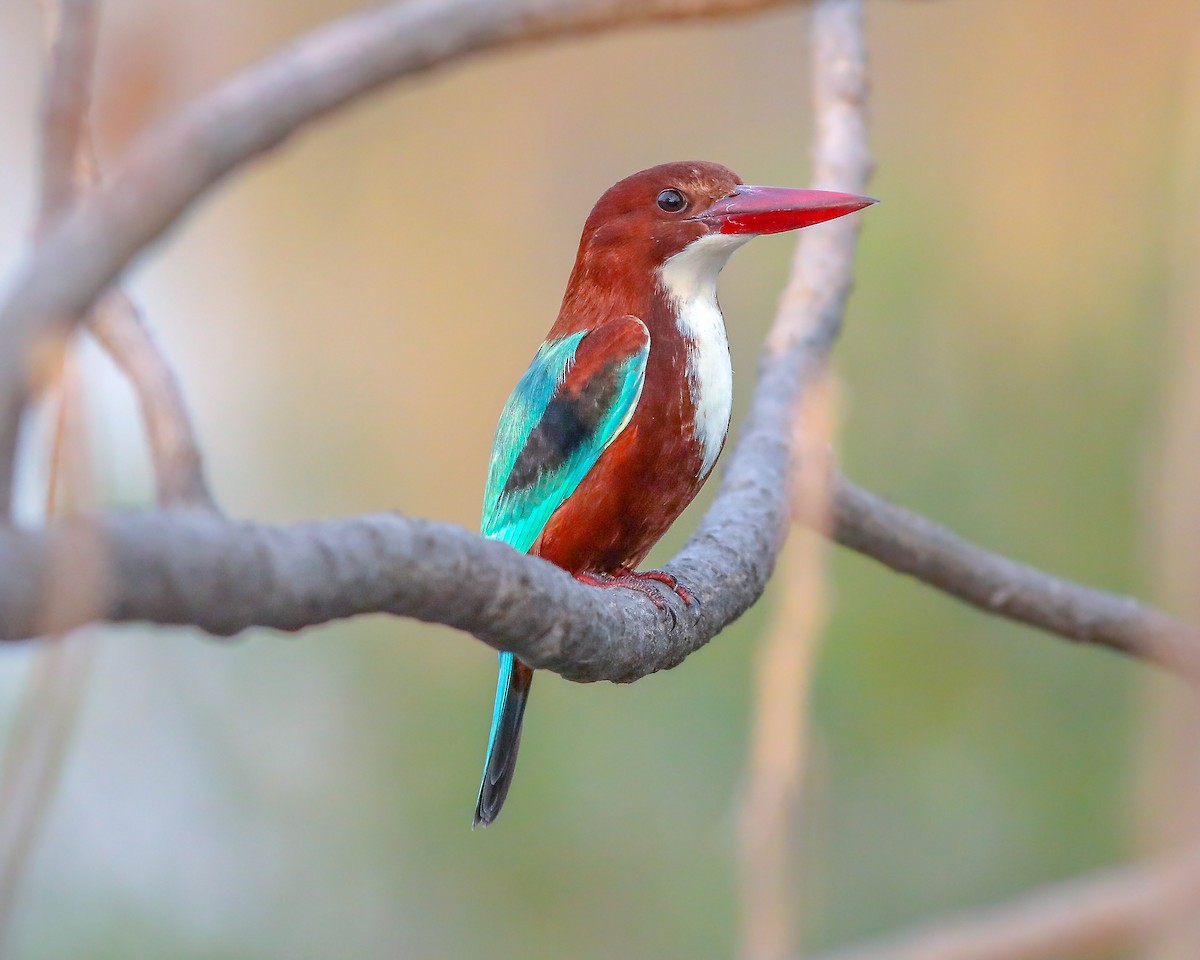 kastanjeisfugl - ML646164835