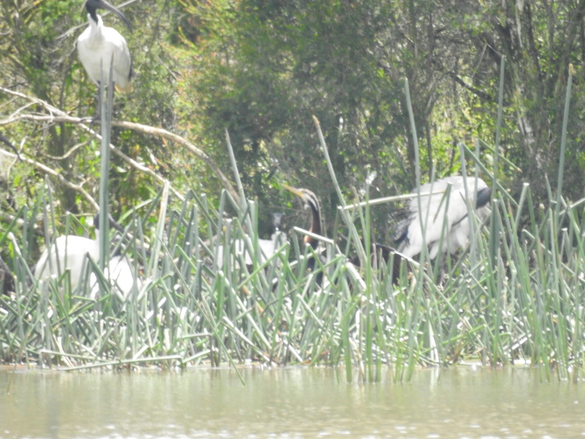 australslangehals - ML646164836