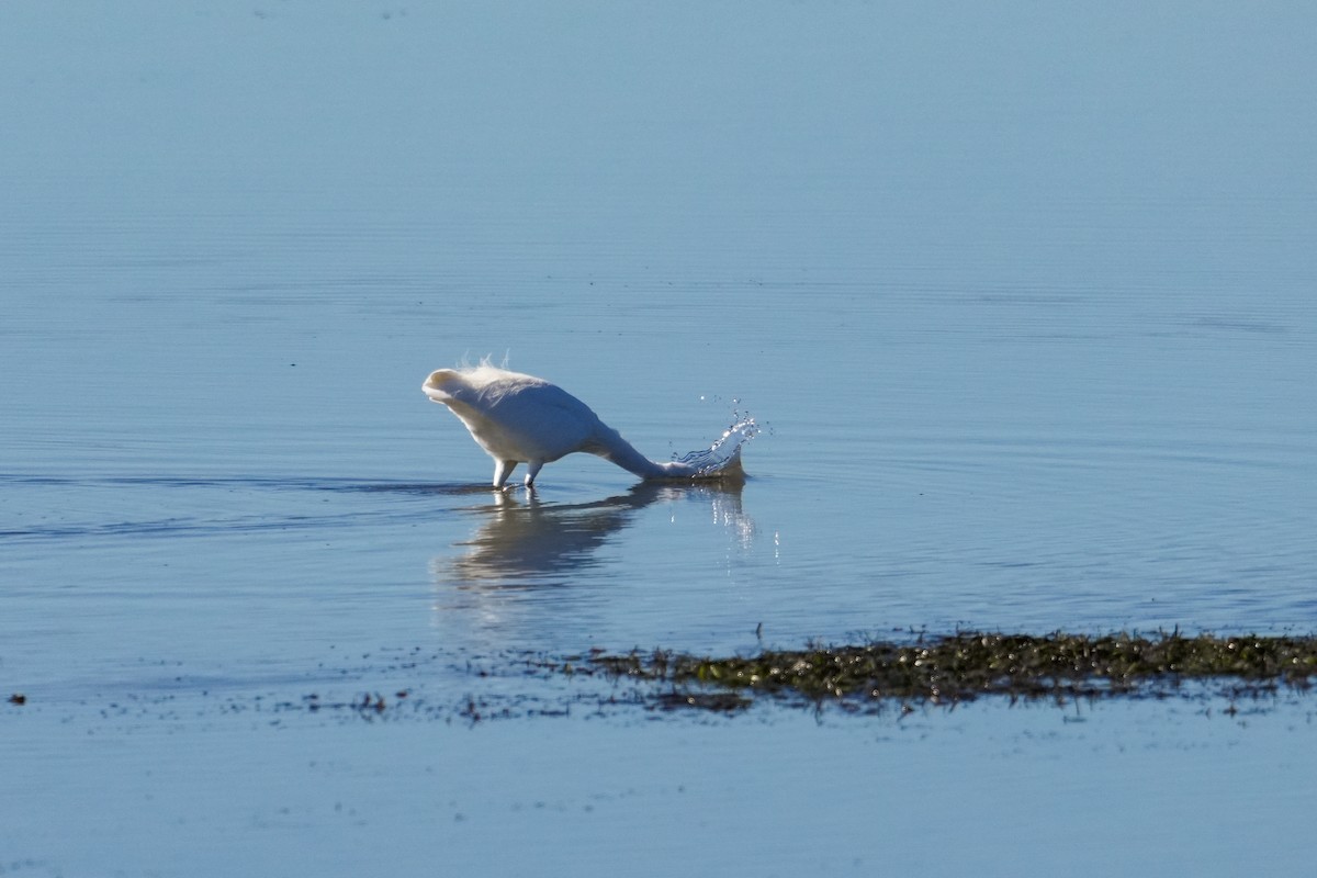 silkehegre - ML646164837