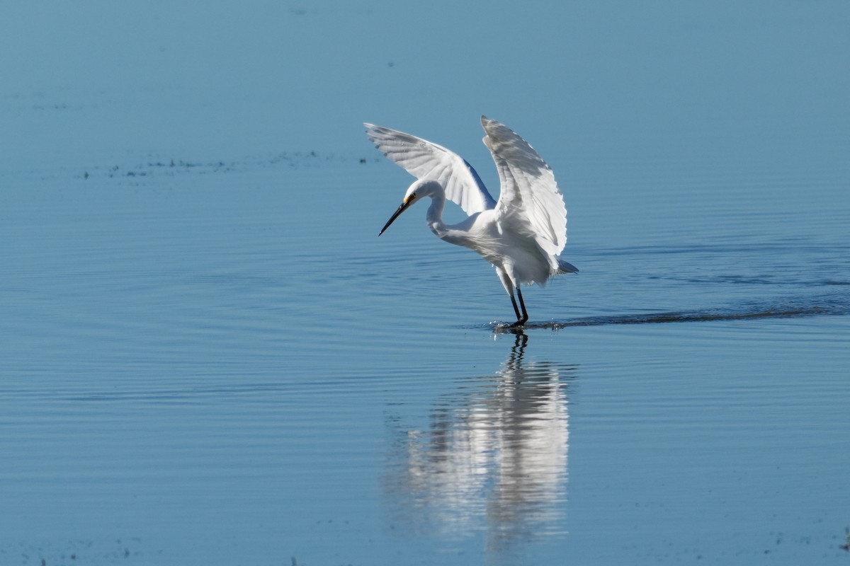 silkehegre - ML646164841