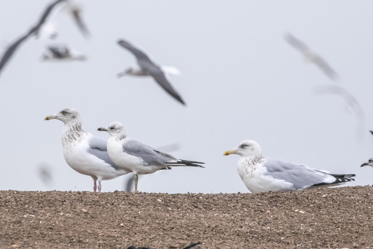 amerikagråmåke - ML646164844