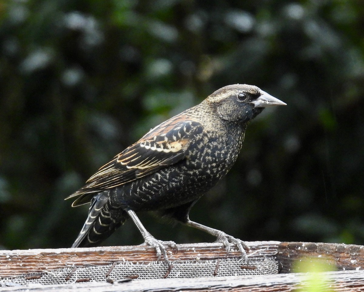 rødvingetrupial - ML646164845