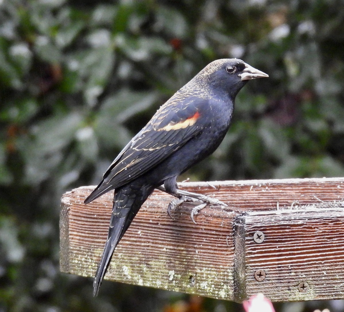 rødvingetrupial - ML646164846