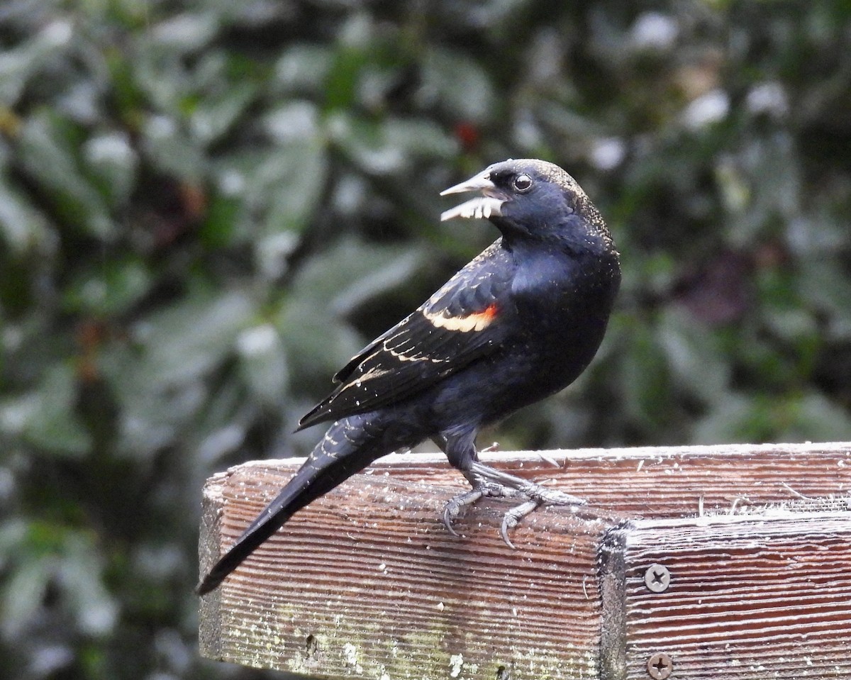 rødvingetrupial - ML646164847