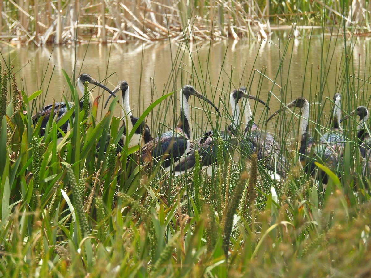 stråibis - ML646164848