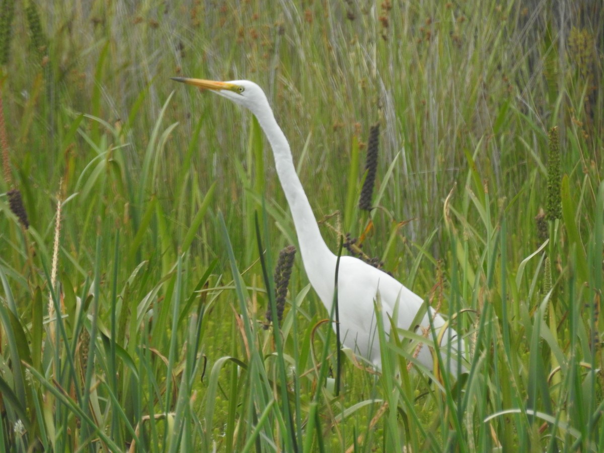 egretthegre - ML646164855