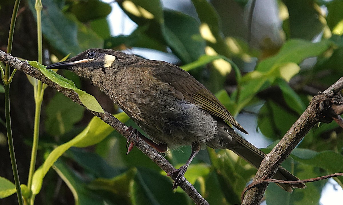 halvmånehonningeter - ML646164856