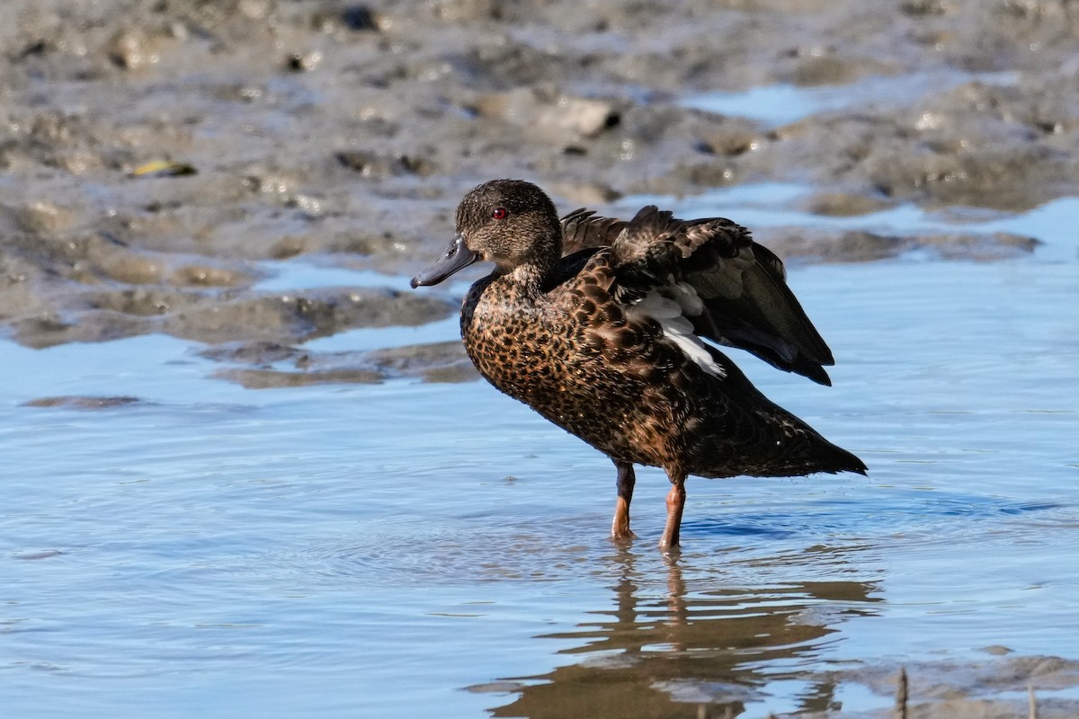 kastanjeand - ML646164857