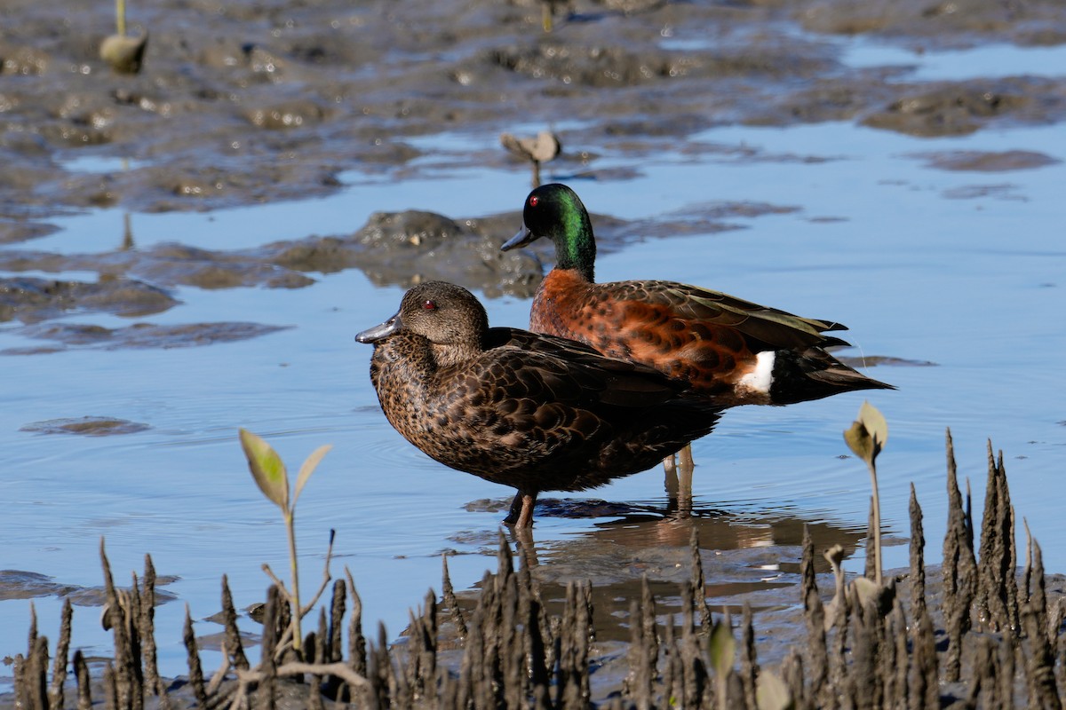Chestnut Teal - ML646164858