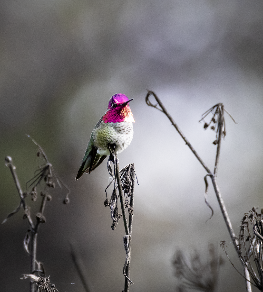 Anna's Hummingbird - ML646164859