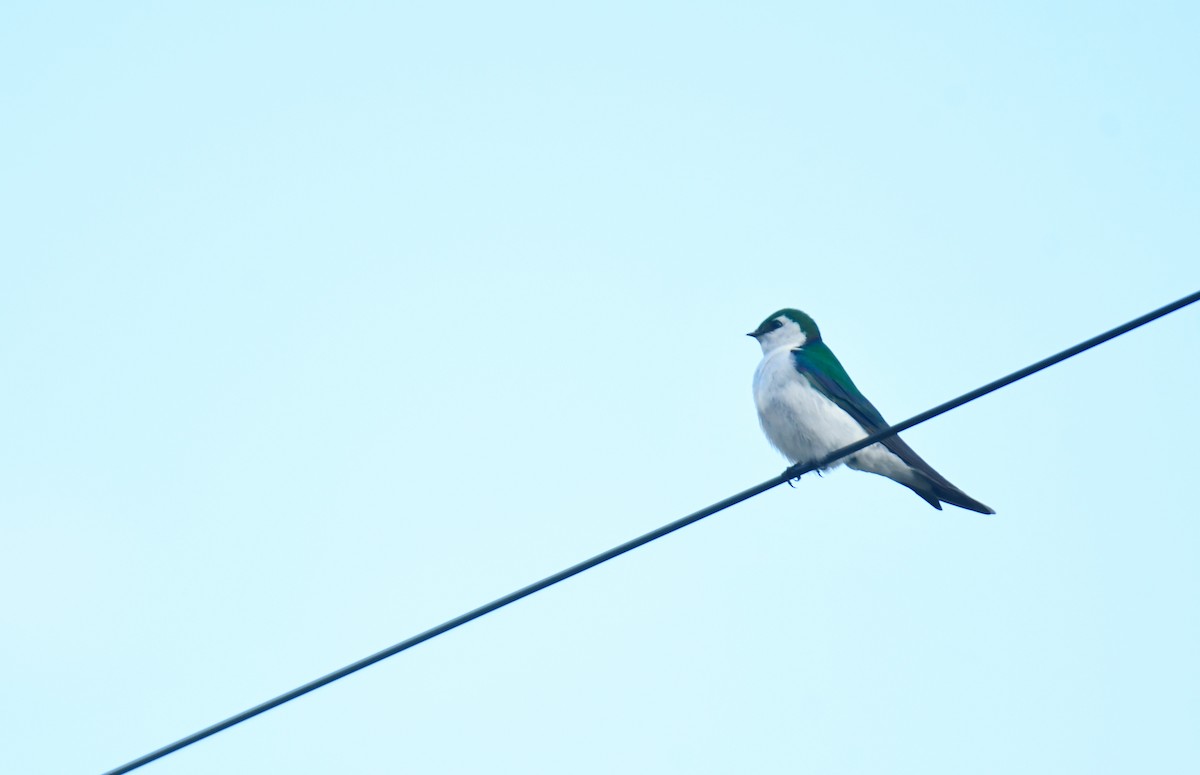 talassinsvale - ML646164862