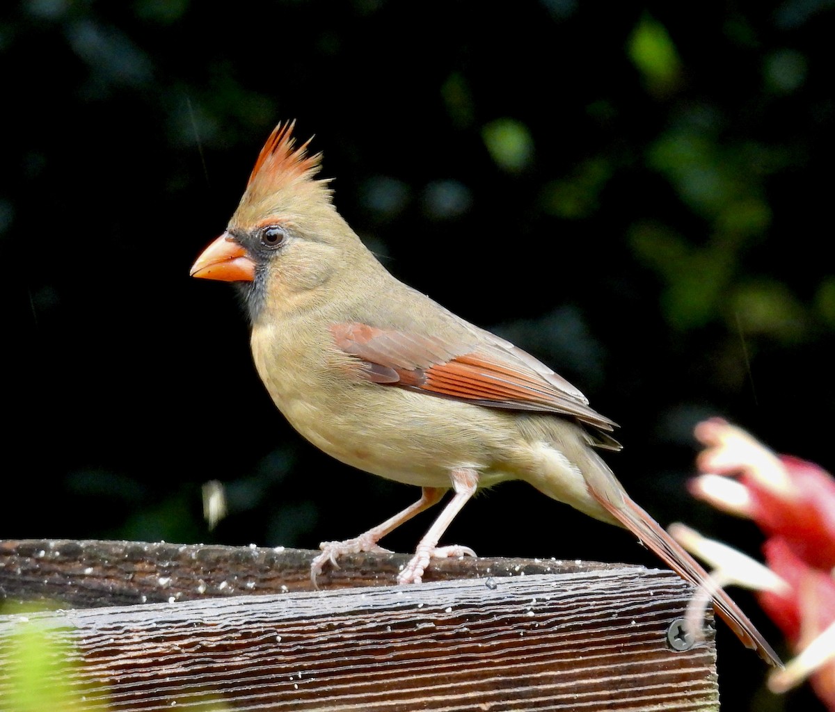 rødkardinal - ML646164868