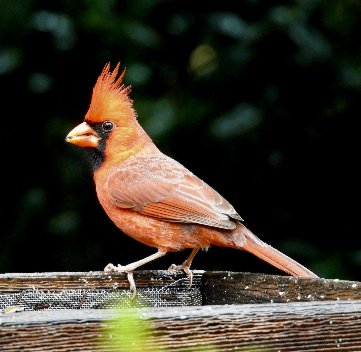 rødkardinal - ML646164869