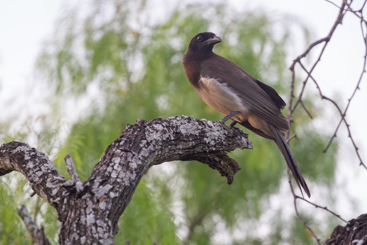 Brown Jay - ML646164885