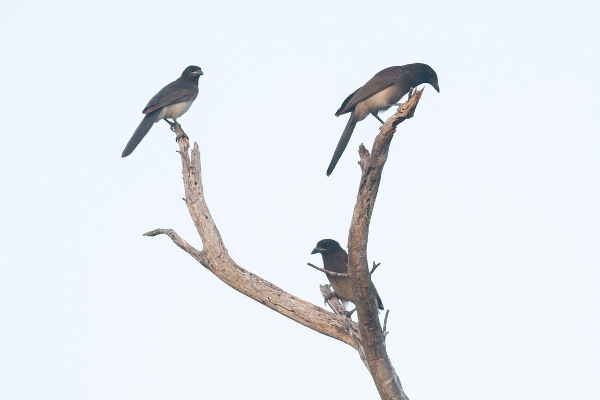 Brown Jay - ML646164894