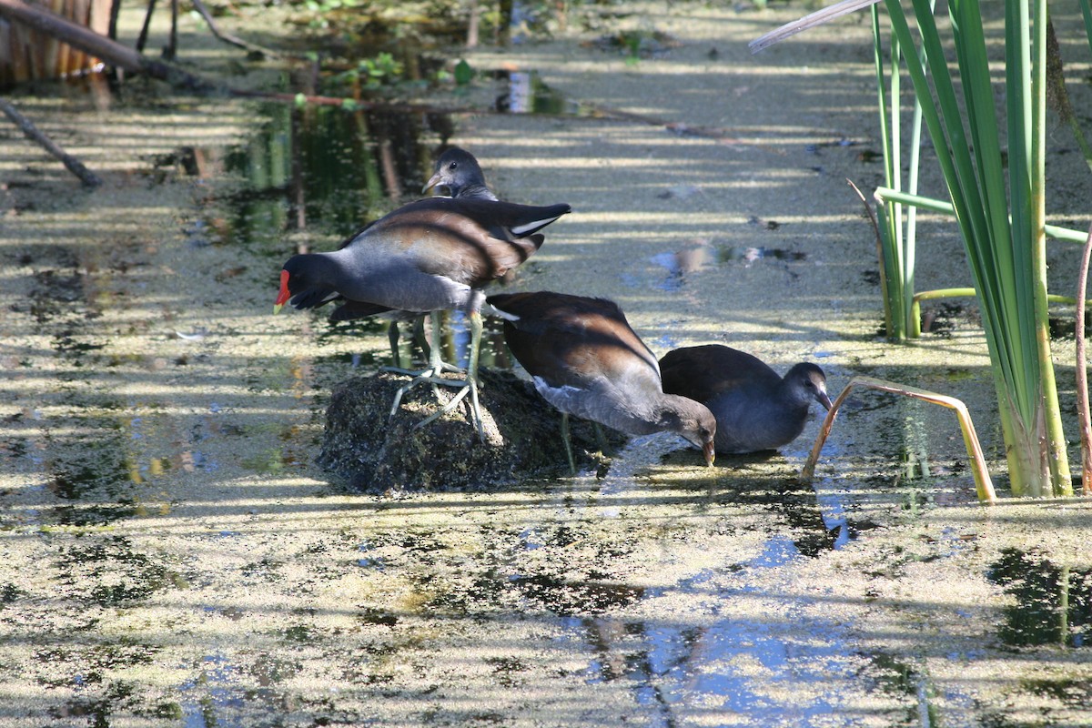 סופית אמריקנית - ML646164895