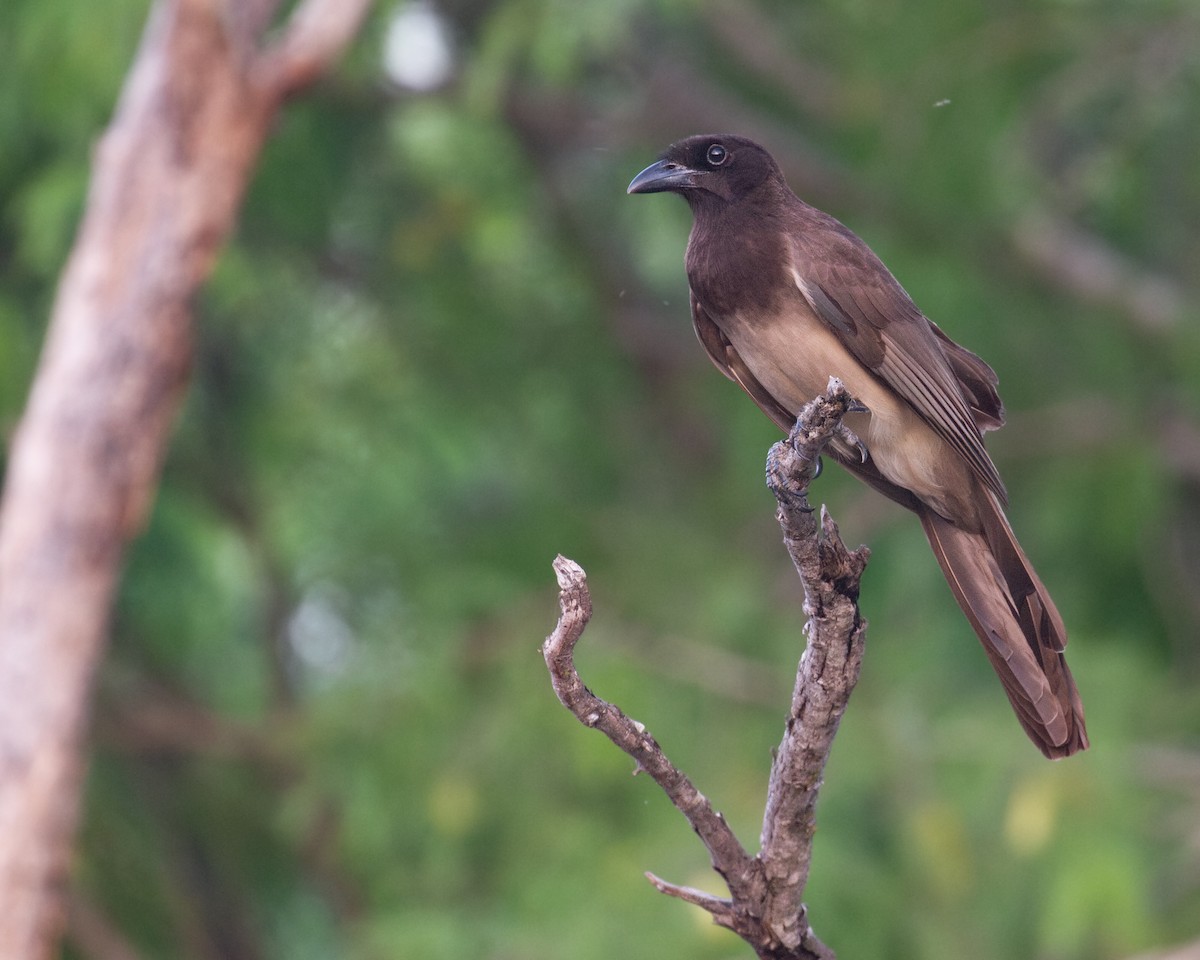 Brown Jay - ML646164897