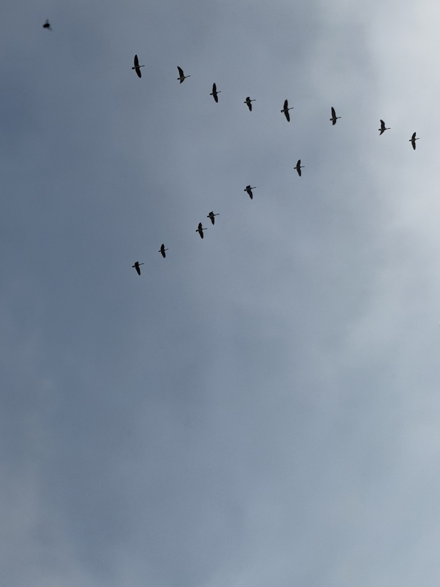 Canada Goose - ML646164898