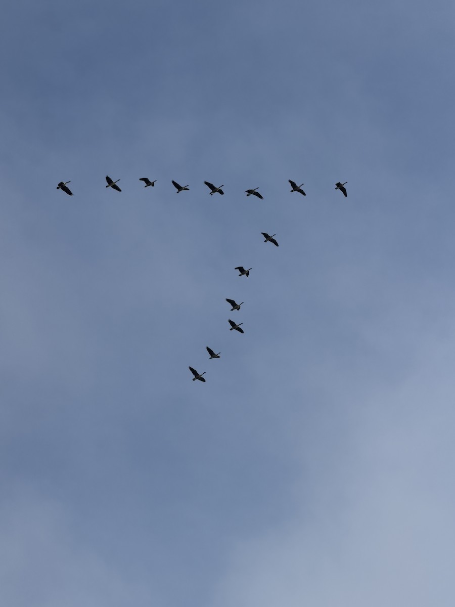 Canada Goose - ML646164899