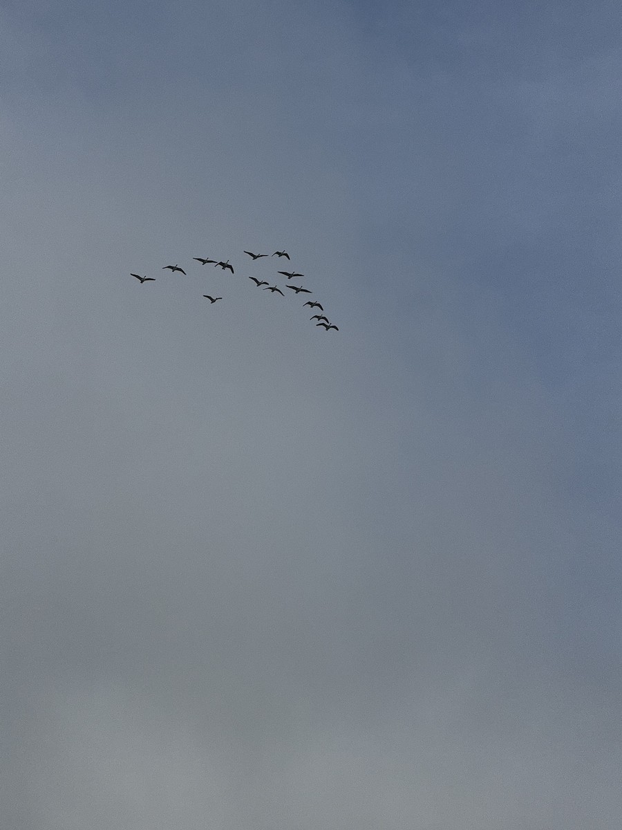 Canada Goose - ML646164900