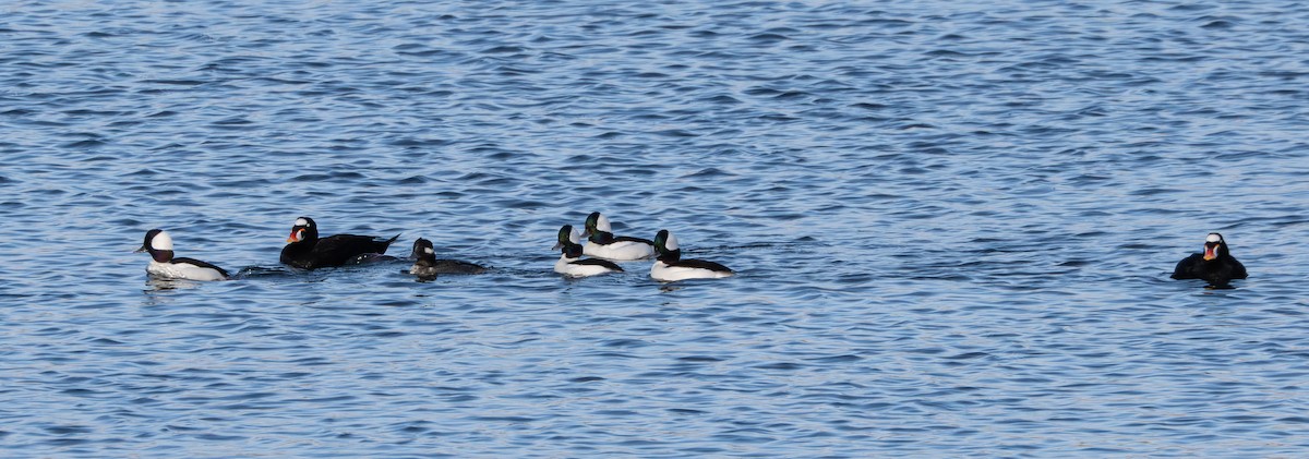 Bufflehead - ML646164901