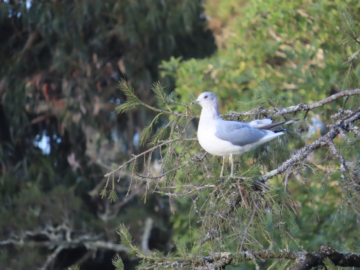 Short-billed Gull - ML646164904