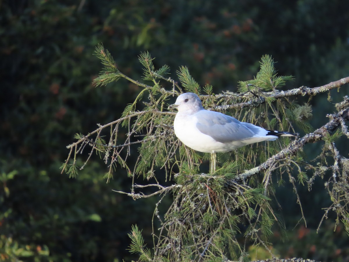 Short-billed Gull - ML646164905