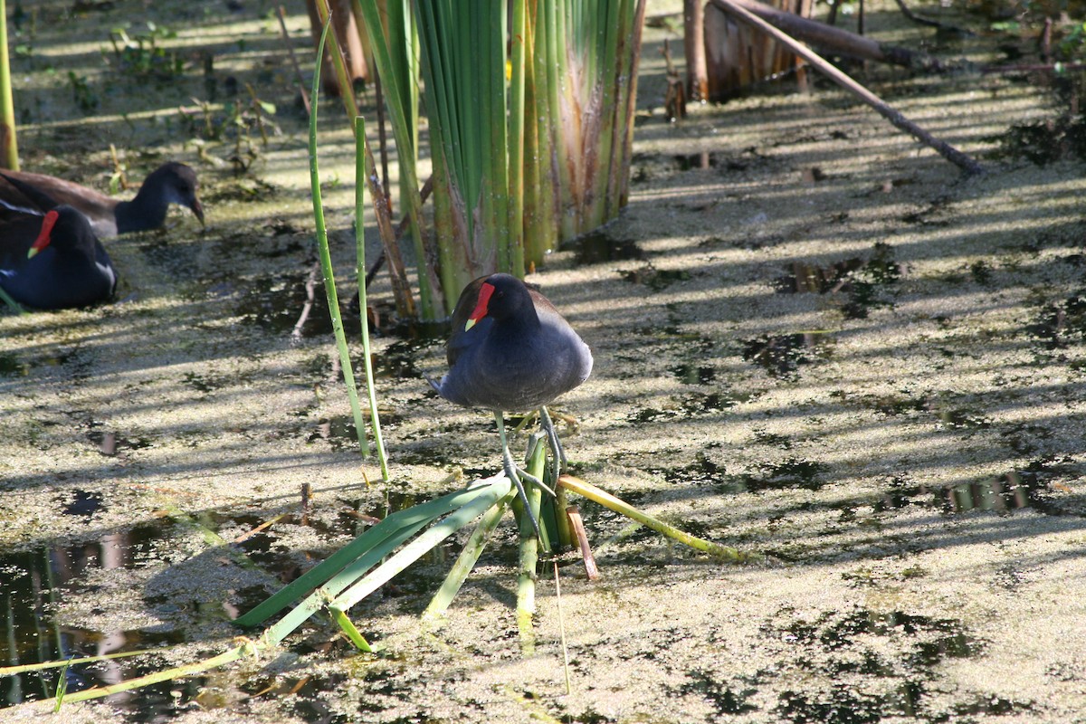 סופית אמריקנית - ML646164906