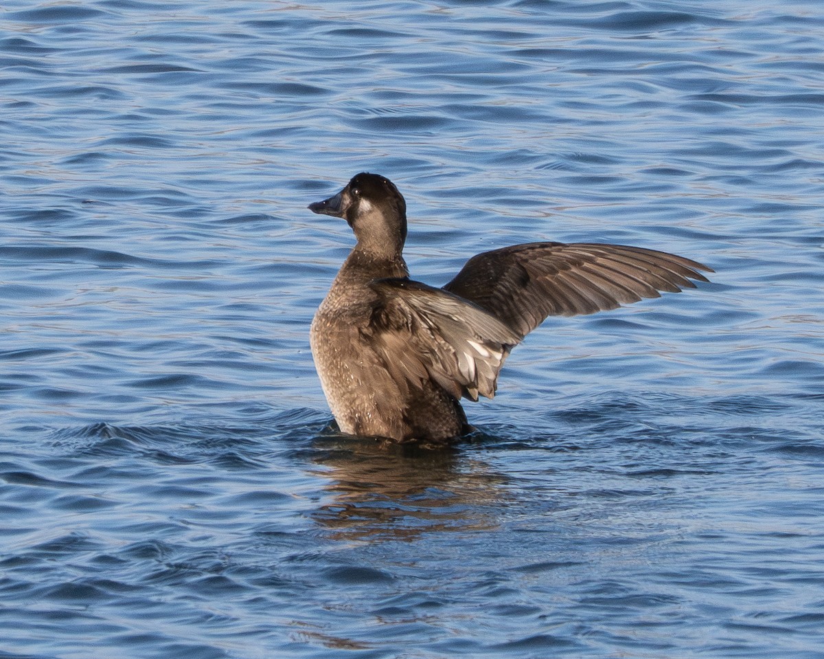 Surf Scoter - ML646164909