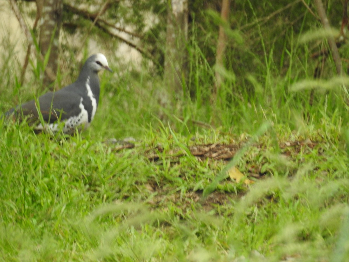 Wonga Pigeon - ML646164920